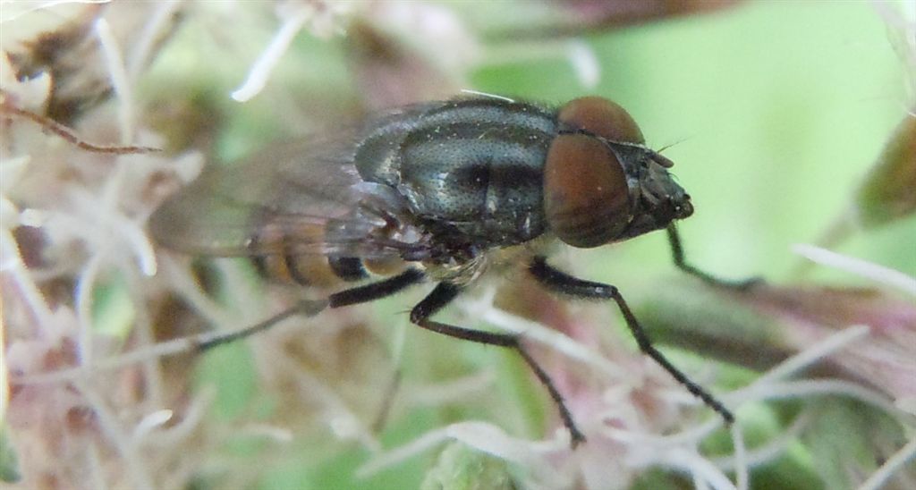 Stomorhina lunata dalla Campania